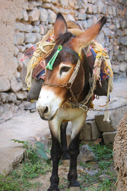 Photo close-up of a horse