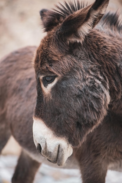 close-up of a horse
