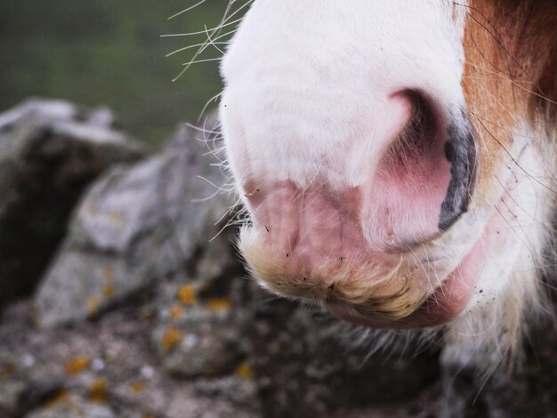 Photo close-up of a horse