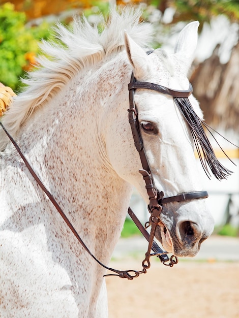 close-up of horse