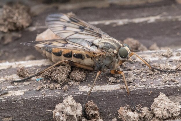 Photo close-up of horsefly on table
