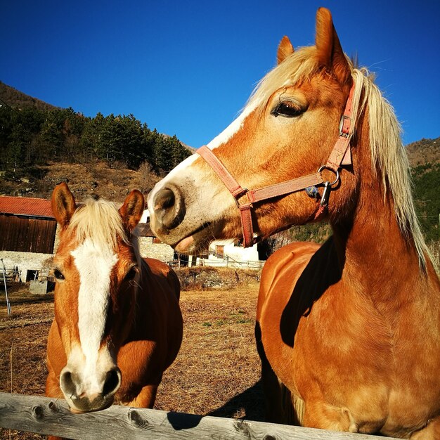 Close-up of horses against sky