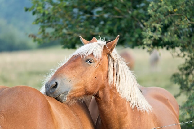 野原での馬のクローズアップ