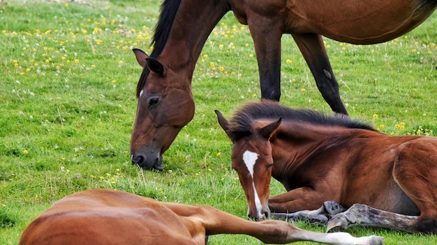 Foto prossimo piano dei cavalli sul campo