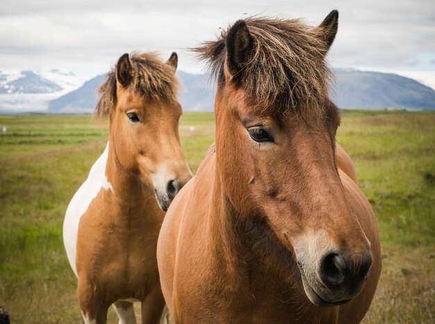 Photo close-up of horses standing on field