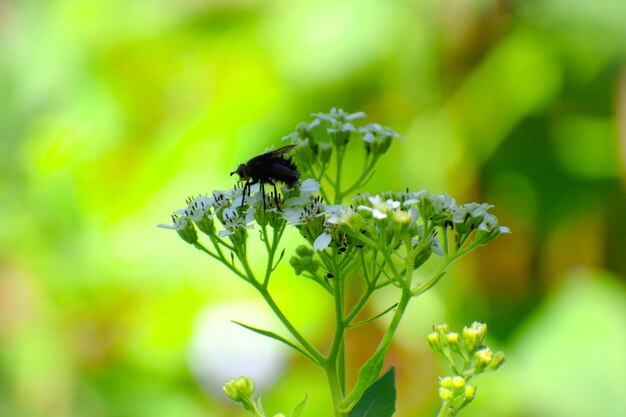 Close-up of house fly pollinating flower