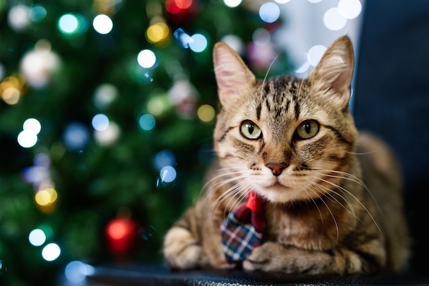 Close-up of a house gray tabby cat wearing a plaid tie with a Christmas tree on the backdrop