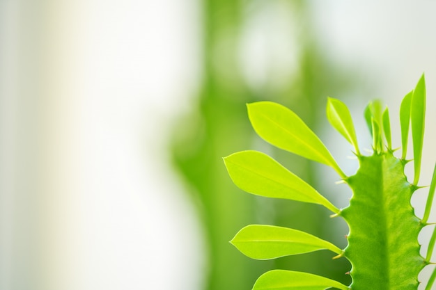 Close up of house plant branch with leaves in sunlight