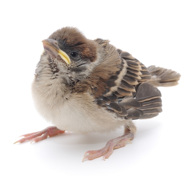 Close up house sparrow in studio