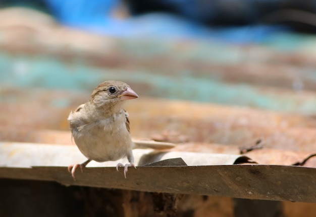 Close up of a House Sparrow