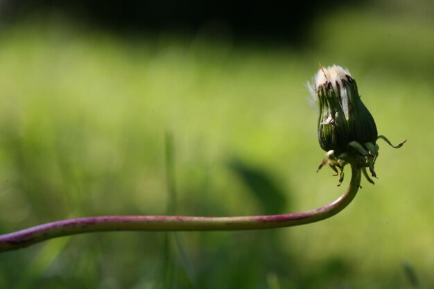 Photo close-up of housefly on flower