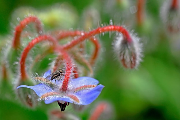 Close-up of housefly on flower