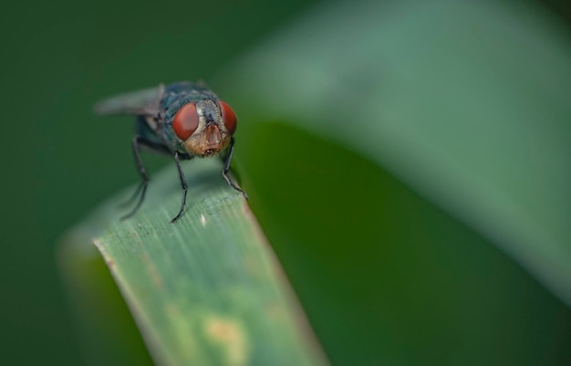 Photo close-up of housefly on grass blade