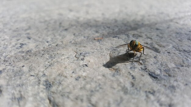 Photo close-up of housefly on ground