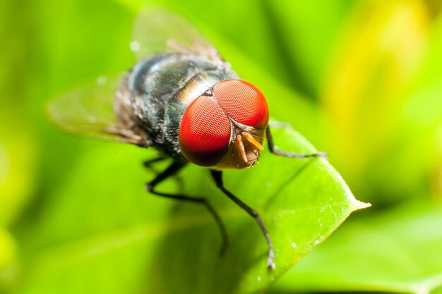 Photo close-up of housefly on leaf