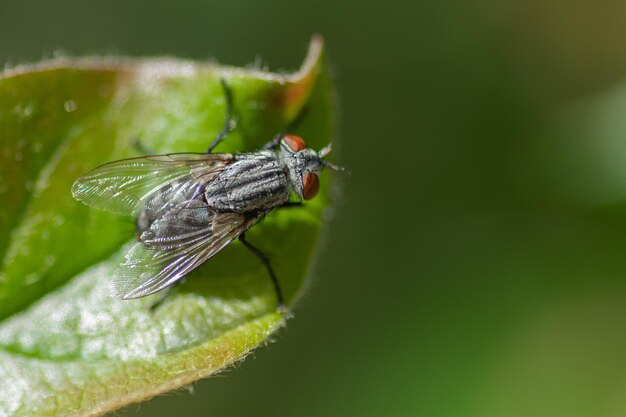 Foto prossimo piano di una mosca domestica sulla foglia