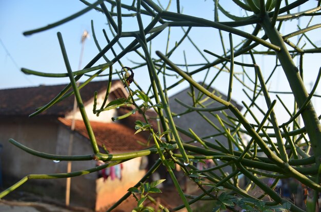 Close-up of housefly on plant against sky