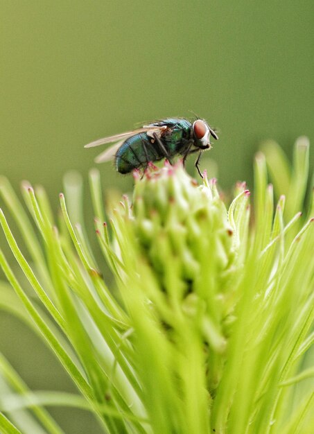 植物上の家<unk>のクローズアップ