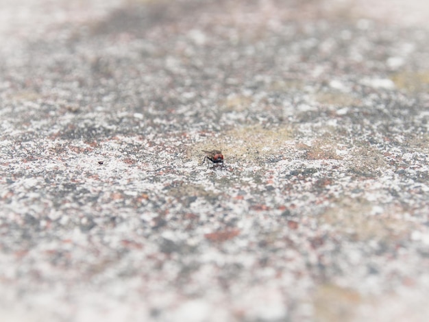 Foto prossimo piano di una mosca domestica sulla roccia