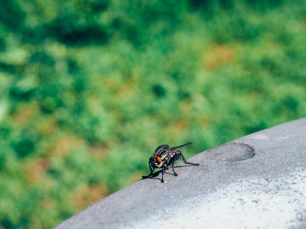 Close-up of housefly on sunny day