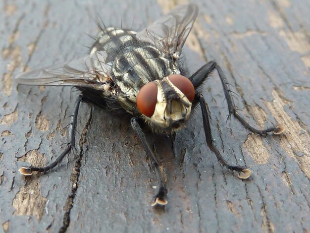 Close-up of housefly on wood