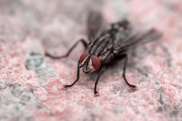 Foto prossimo piano di una mosca domestica