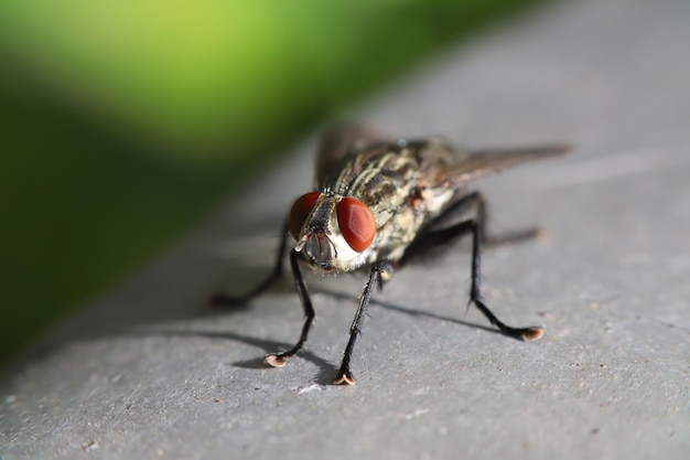 Foto prossimo piano della mosca domestica