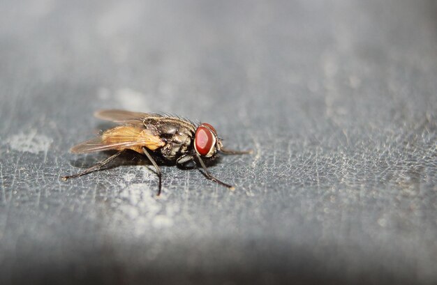 Photo close-up of housefly