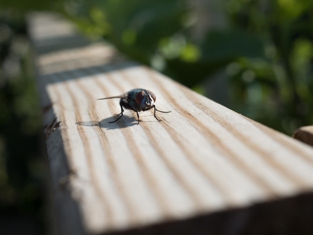 Close-up of housefly