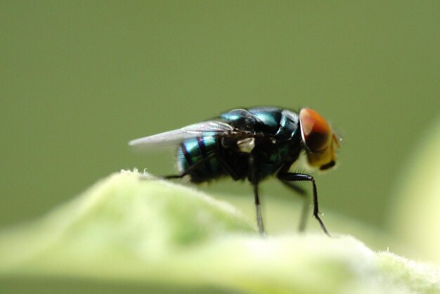 Close-up of housefly