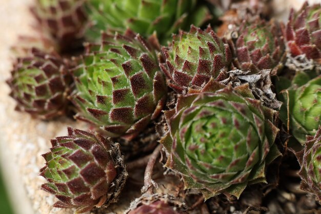 a close up of a houseleek plant