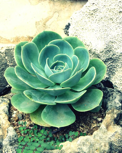 Photo close-up of houseleek