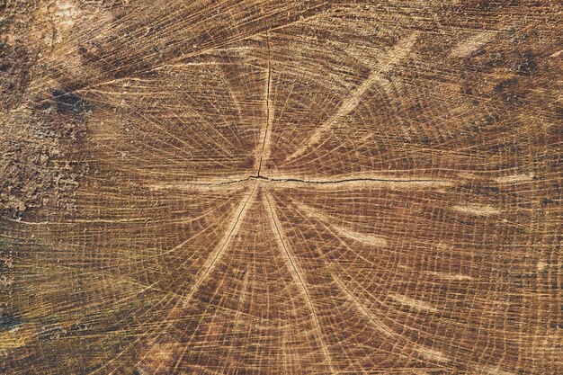 Close-up houten snit textuur van een beukenboom
