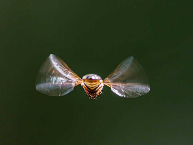 Photo close-up of hover flying