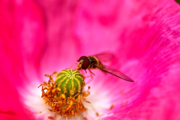 ピンクのマクピーの花の上にあるホーバーフライのクローズアップ