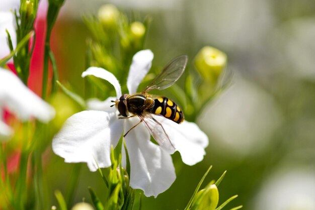 Foto prossimo piano di una mosca che impollina un fiore bianco