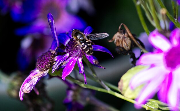 Photo close-up of hoverfly on purple flower