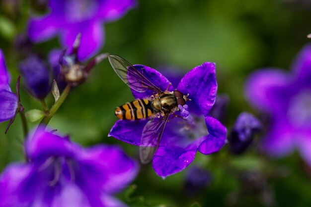 Close-up of hoverfly on purple flower