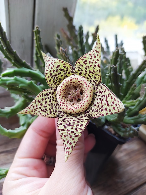 A close up of a huernia flower with the flower of the plant