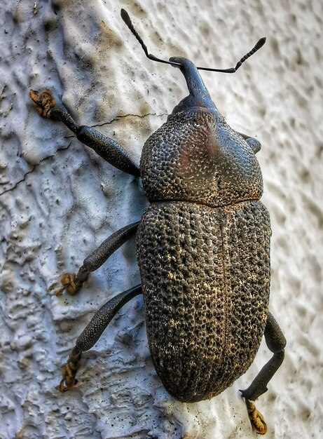 壁の巨大なカブトムシのクローズアップ