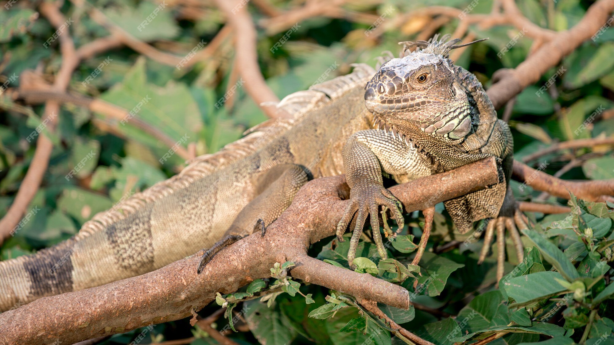 Premium Photo | Close up of a huge green iguana is standing and resting on  branch of tree at rainforest. american iguana is a arboreal species of  lizard. exuberant tropical animal. nature wildlife at forest