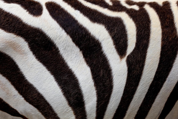 Close-up huid De burchell-zebra is zwart-wit voor de textuur en het patroon van dieren in het wild