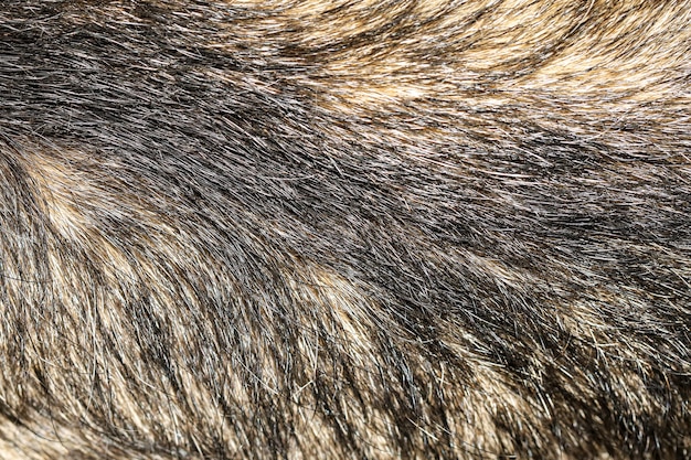 Close-up huid haar grijze hond voor dierlijke textuur achtergrond