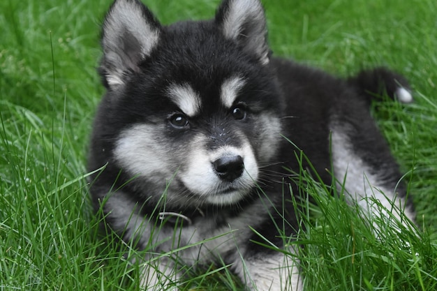 ふわふわの黒と白の毛皮でハッキーな子犬のクローズアップ