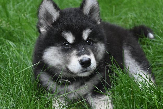 Close up of a huksy puppy with fluffy black and white fur