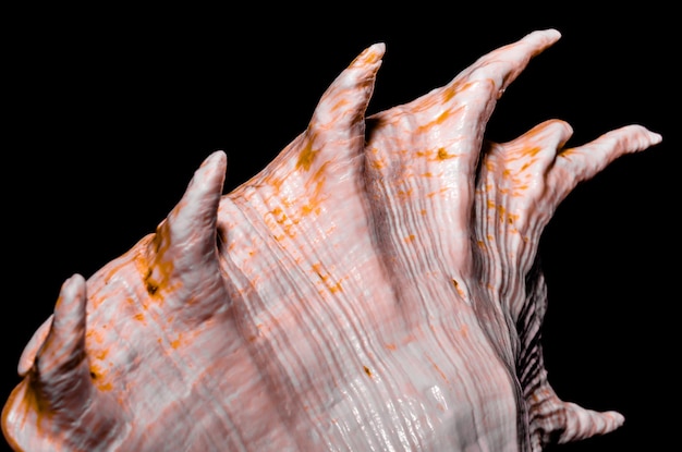 Photo close-up of human hand against black background