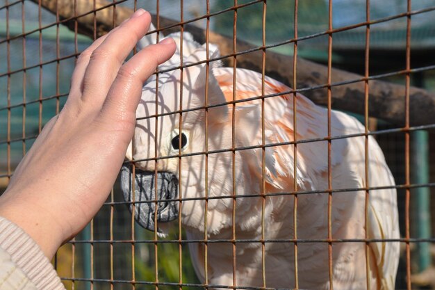 Photo close-up of human hand in cage