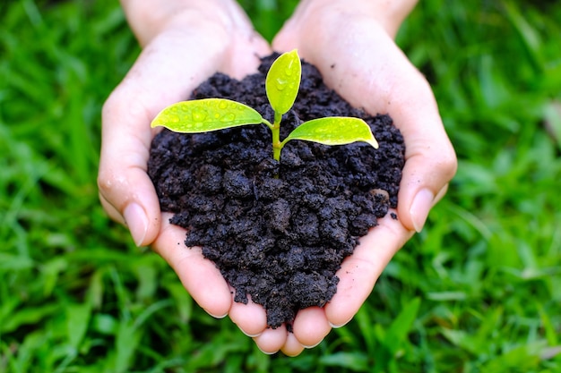 Close up on human hand gesture hold a little growing plant on blurred green grass.