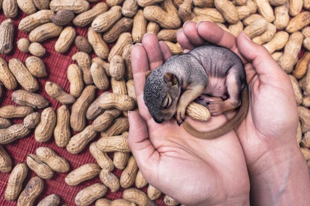 Close-up of human hand holding animal sleeping