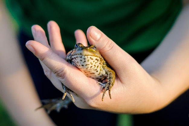 Foto close-up di una rana con la mano umana